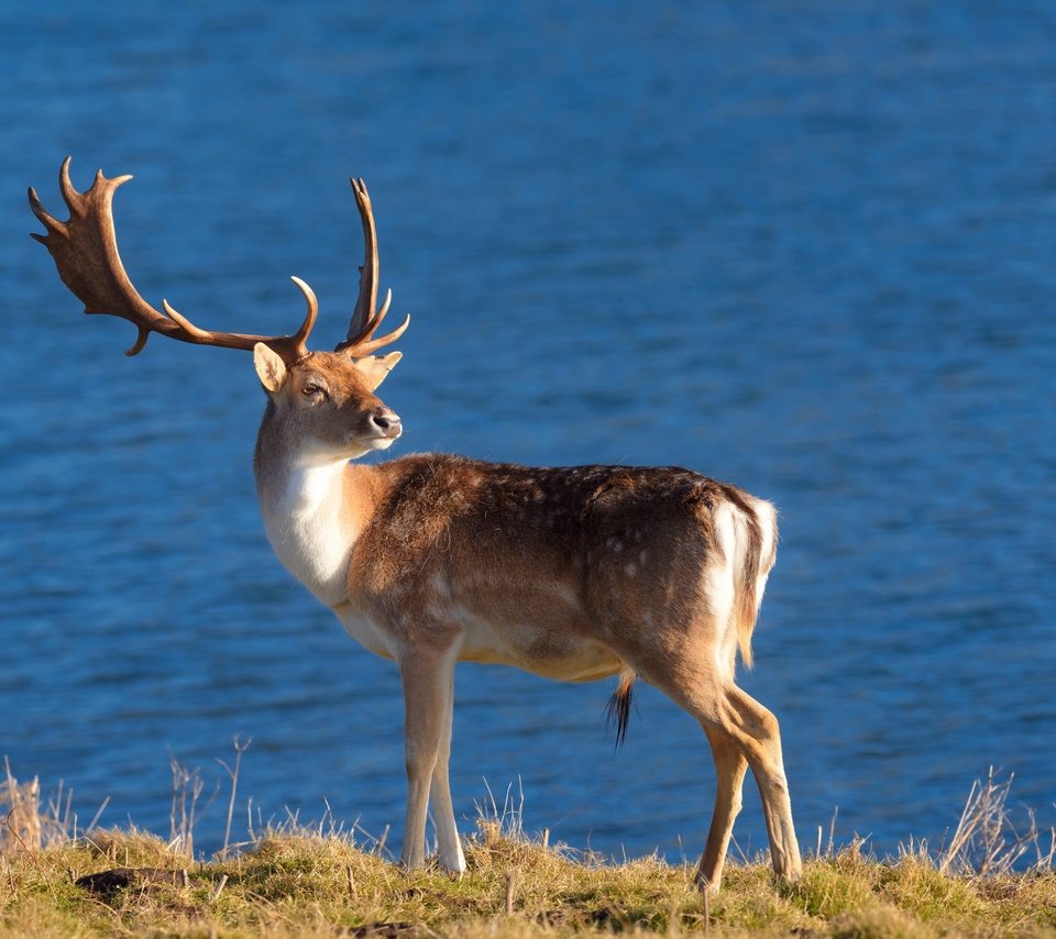 Обои природа, олень, фон, рога, nature, deer, background, horns разрешение 2048x1459 Загрузить