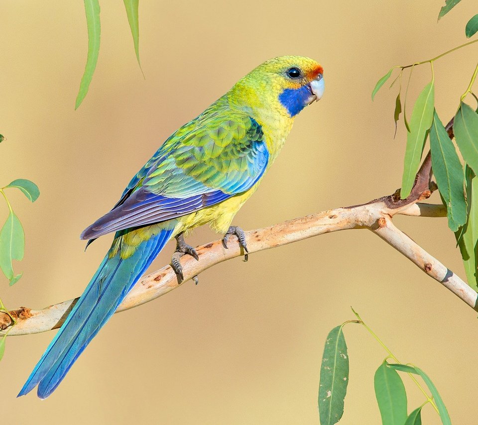Обои птица, попугай, яркий, розелла, bird, parrot, bright, rosella разрешение 1920x1274 Загрузить