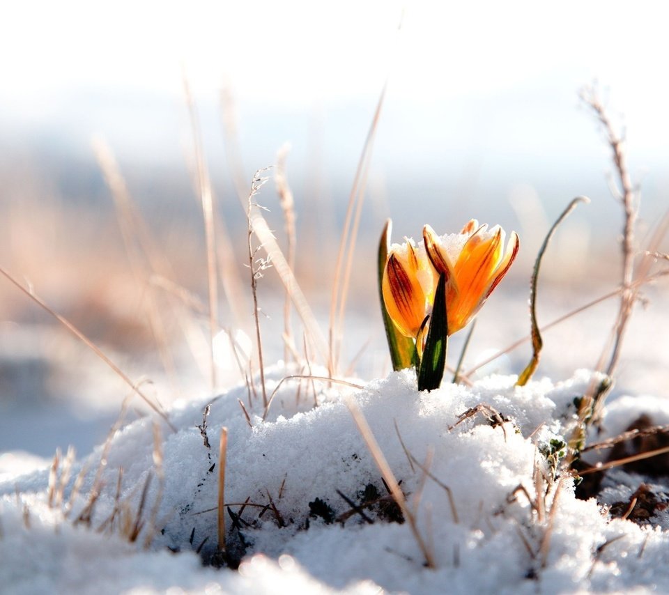 Обои цветы, снег, природа, желтый, цветок, весна, крокусы, крокус, flowers, snow, nature, yellow, flower, spring, crocuses, krokus разрешение 1920x1200 Загрузить