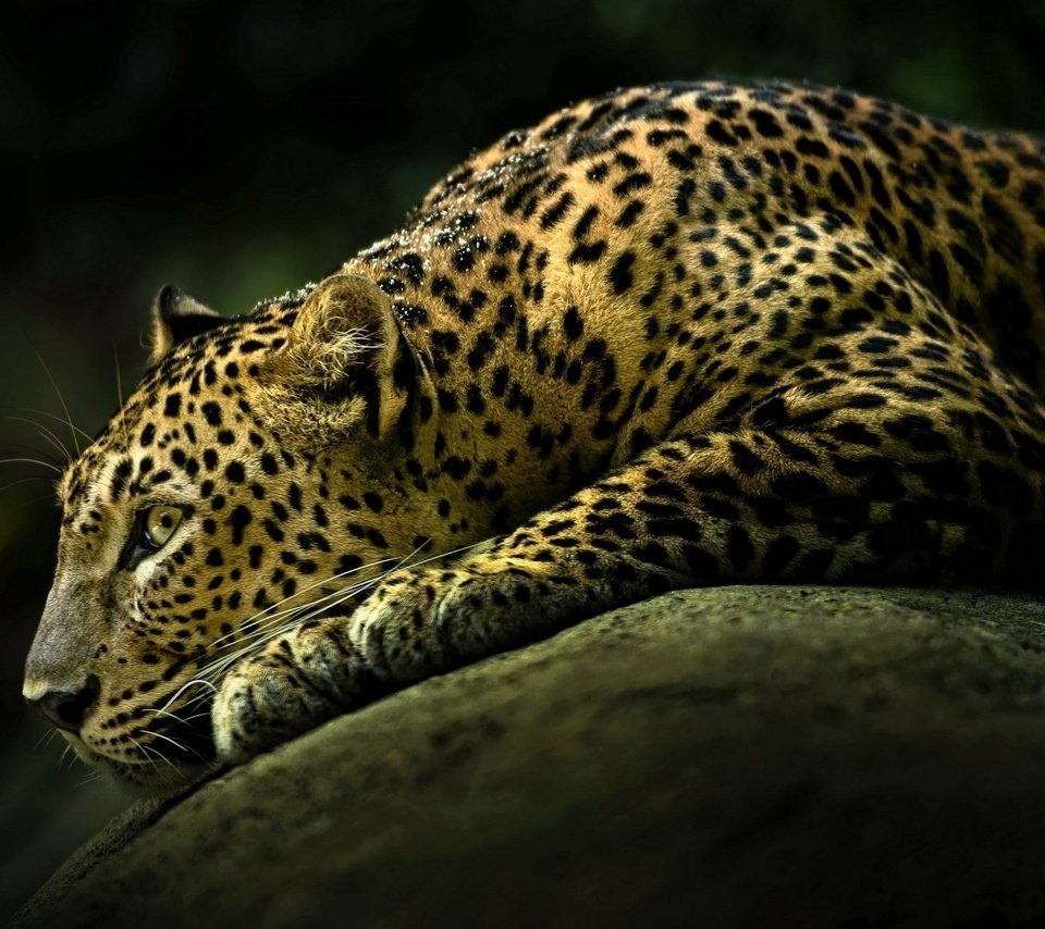 Обои животные, хищник, ягуар, дикая кошка, animals, predator, jaguar, wild cat разрешение 2560x1600 Загрузить
