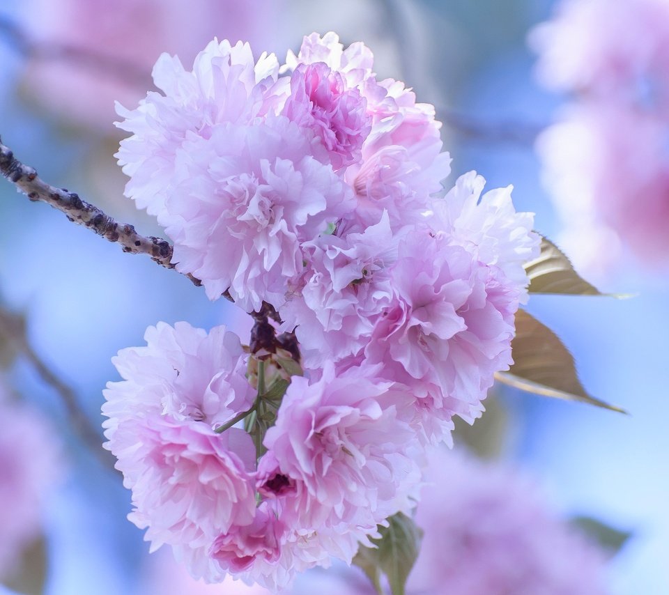 Обои цветение, лепестки, сад, весна, сакура, flowering, petals, garden, spring, sakura разрешение 2048x1360 Загрузить
