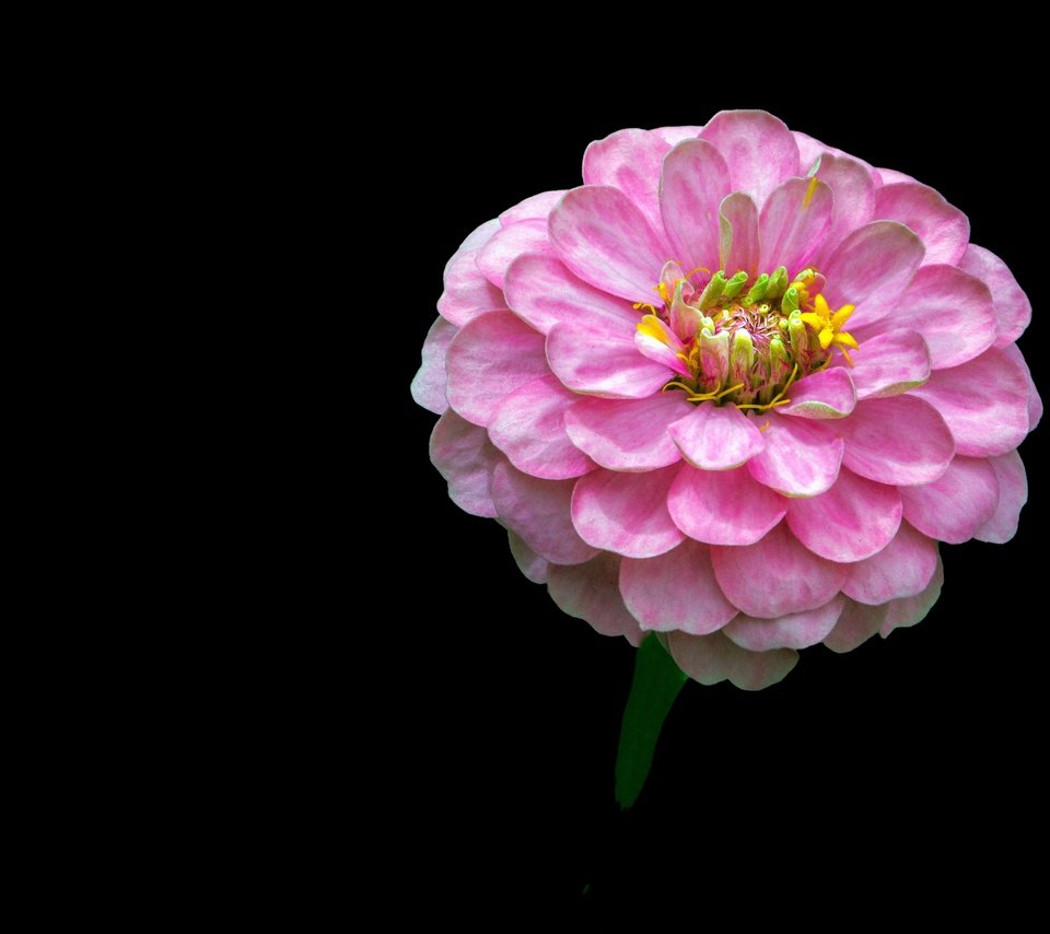 Обои фон, цветок, розовый, цинния, background, flower, pink, zinnia разрешение 4444x3052 Загрузить