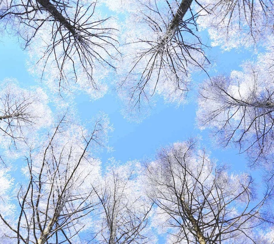 Обои небо, деревья, япония, нагано, the sky, trees, japan, nagano разрешение 1920x1080 Загрузить