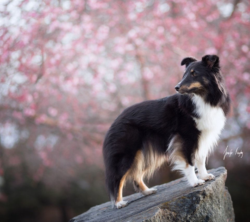 Обои цветение, взгляд, собака, весна, друг, шелти, шетландская овчарка, flowering, look, dog, spring, each, sheltie, shetland sheepdog разрешение 2048x1365 Загрузить