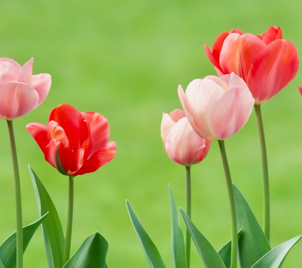 Обои цветы, бутоны, фон, тюльпаны, flowers, buds, background, tulips разрешение 2400x1122 Загрузить