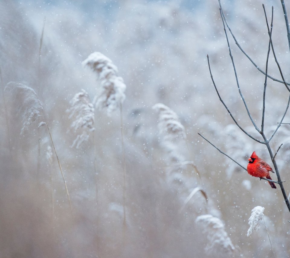 Обои снег, зима, птица, кардинал, ray hennessy, snow, winter, bird, cardinal разрешение 4667x3106 Загрузить