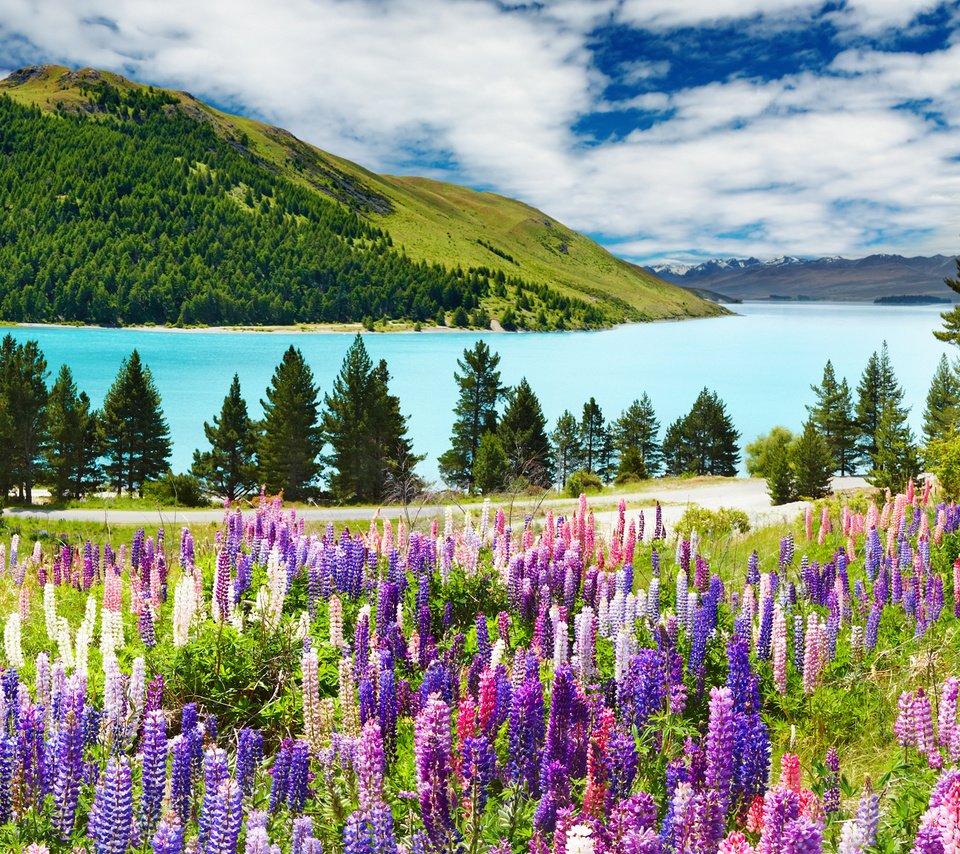 Обои небо, цветы, облака, река, горы, лес, люпины, the sky, flowers, clouds, river, mountains, forest, lupins разрешение 1920x1200 Загрузить