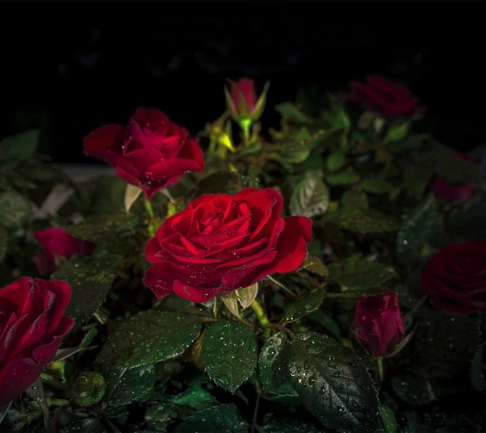 Обои цветы, бутоны, листья, капли, розы, черный фон, красные розы, flowers, buds, leaves, drops, roses, black background, red roses разрешение 2048x1450 Загрузить