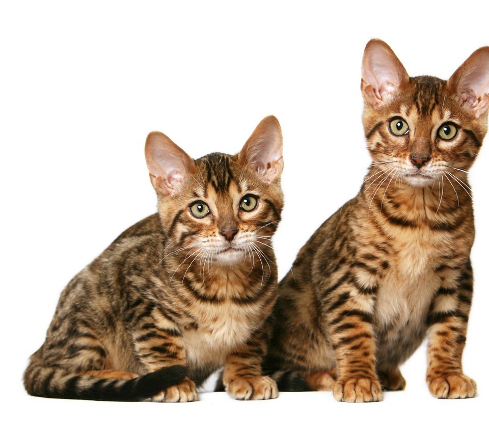 Обои кошки, котята, дуэт, калифорнийские, короткошерстные, cats, kittens, duo, california, shorthair разрешение 1920x1280 Загрузить