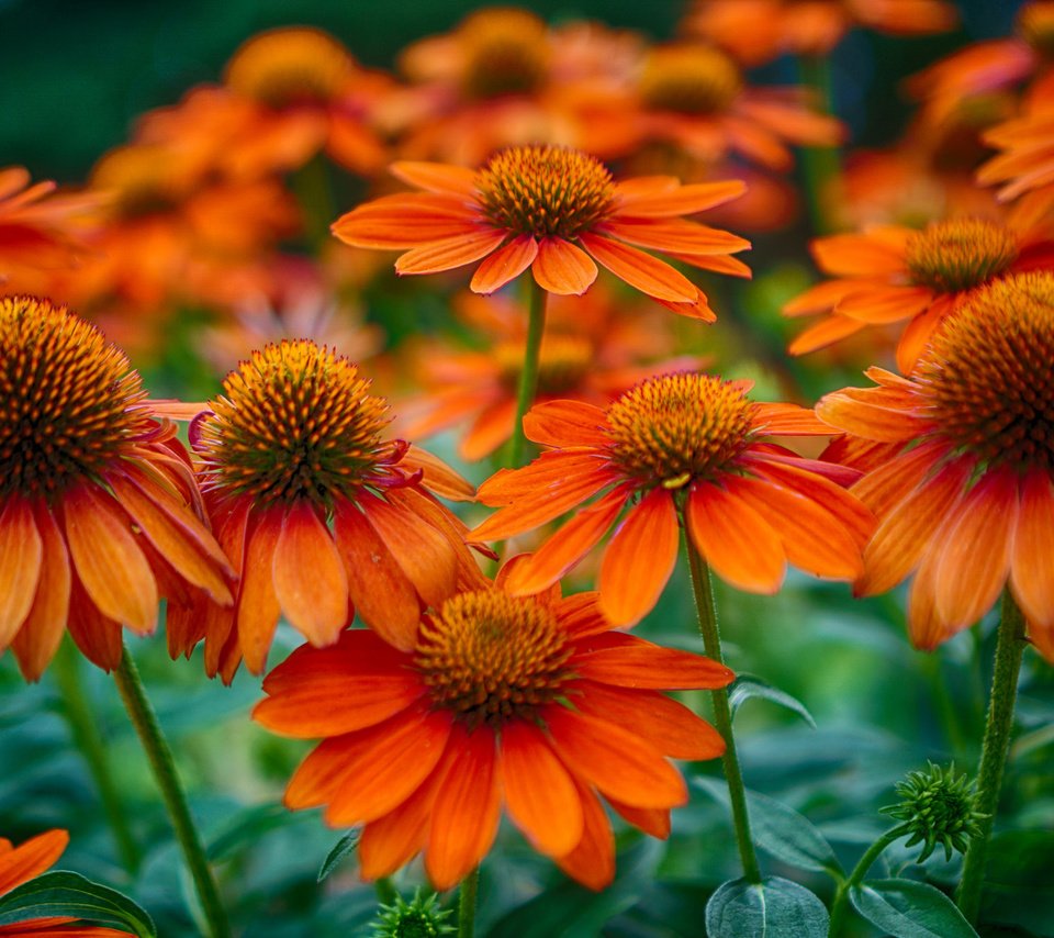 Обои цветы, поле, лепестки, стебель, эхинацея, flowers, field, petals, stem, echinacea разрешение 2048x1358 Загрузить