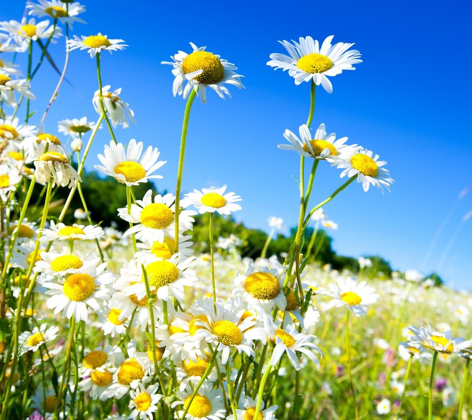 Обои небо, цветы, солнце, поле, весна, ромашки, the sky, flowers, the sun, field, spring, chamomile разрешение 5018x3345 Загрузить