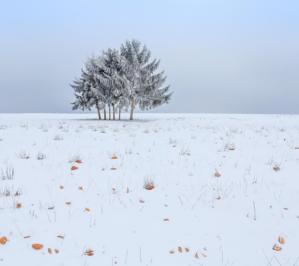 Обои небо, снег, дерево, зима, поле, the sky, snow, tree, winter, field разрешение 2048x1365 Загрузить