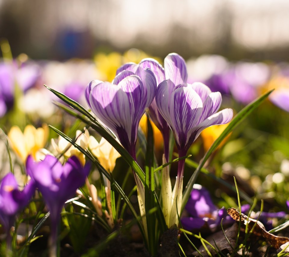 Обои цветы, весна, крокус, шафран, flowers, spring, krokus, saffron разрешение 6016x4016 Загрузить