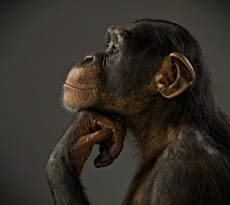 Обои фон, профиль, животное, обезьяна, примат, шимпанзе, background, profile, animal, monkey, the primacy of, chimpanzees разрешение 1920x1080 Загрузить