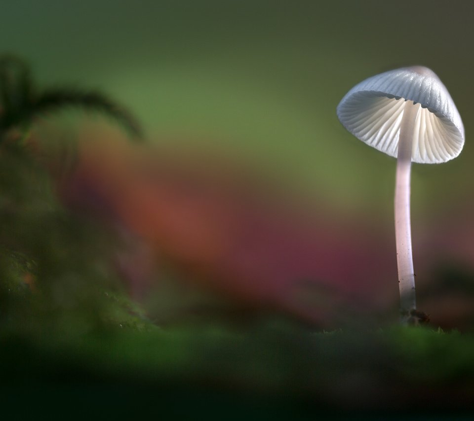 Обои свет, лес, осень, гриб, шляпка, sophiaspurgin, light, forest, autumn, mushroom, hat разрешение 5760x3840 Загрузить