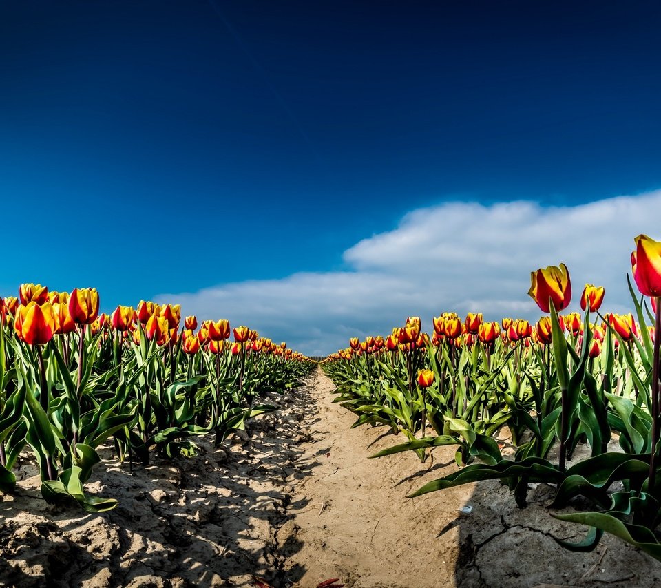 Обои небо, цветы, облака, поле, весна, тюльпаны, the sky, flowers, clouds, field, spring, tulips разрешение 2667x1440 Загрузить