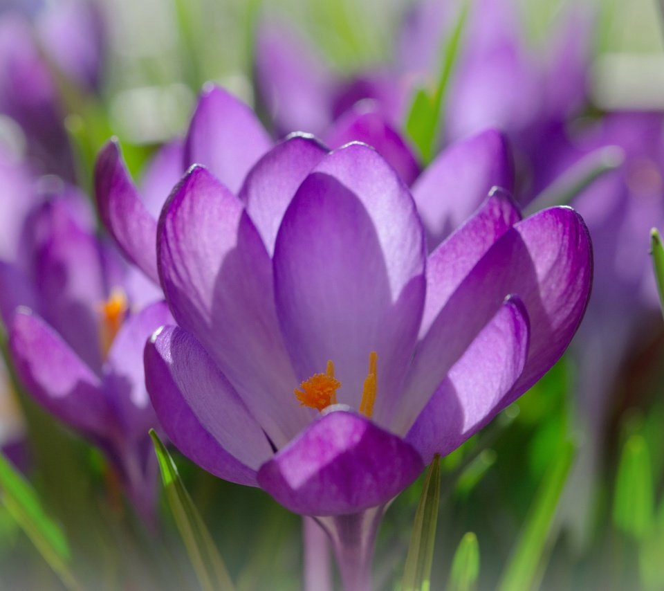Обои цветы, лепестки, весна, крокусы, крупным планом, шафран, flowers, petals, spring, crocuses, closeup, saffron разрешение 3752x2733 Загрузить