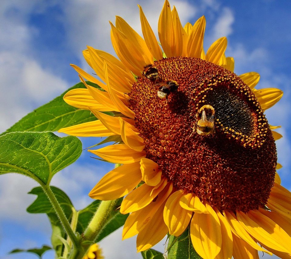 Обои небо, насекомое, цветок, подсолнух, пчела, шмель, the sky, insect, flower, sunflower, bee, bumblebee разрешение 1920x1080 Загрузить