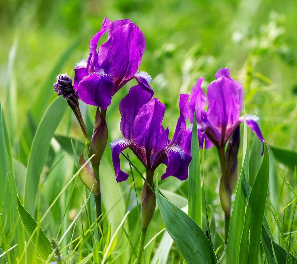 Обои цветы, трава, фиолетовый, весна, ирисы, ирис, flowers, grass, purple, spring, irises, iris разрешение 1920x1278 Загрузить