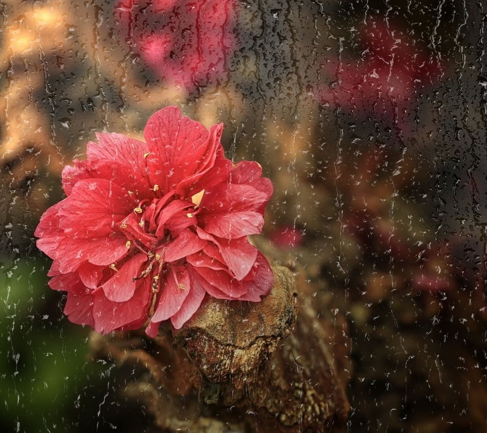 Обои цветок, капли, лепестки, дождь, стекло, flower, drops, petals, rain, glass разрешение 2047x1215 Загрузить