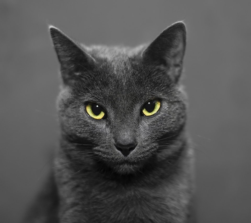 Обои глаза, морда, кот, кошка, взгляд, животное, уши, eyes, face, cat, look, animal, ears разрешение 2048x1263 Загрузить