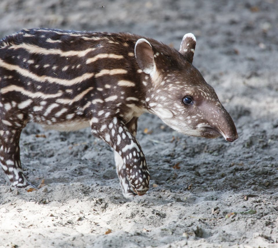 Обои пятна, животное, нос, лапки, детеныш, тапир, spot, animal, nose, legs, cub, tapir разрешение 2048x1365 Загрузить