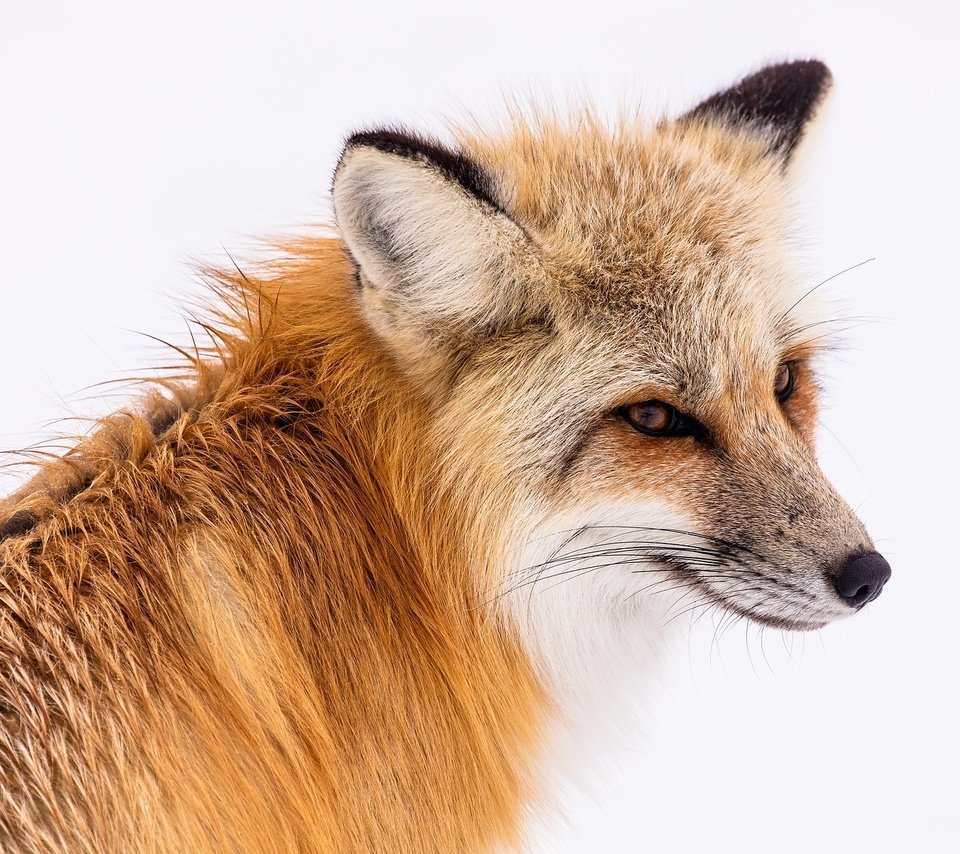 Обои глаза, мордочка, взгляд, лиса, лисица, животное, eyes, muzzle, look, fox, animal разрешение 1920x1279 Загрузить