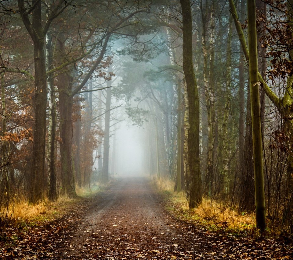 Обои дорога, деревья, природа, лес, осень, road, trees, nature, forest, autumn разрешение 2560x1626 Загрузить