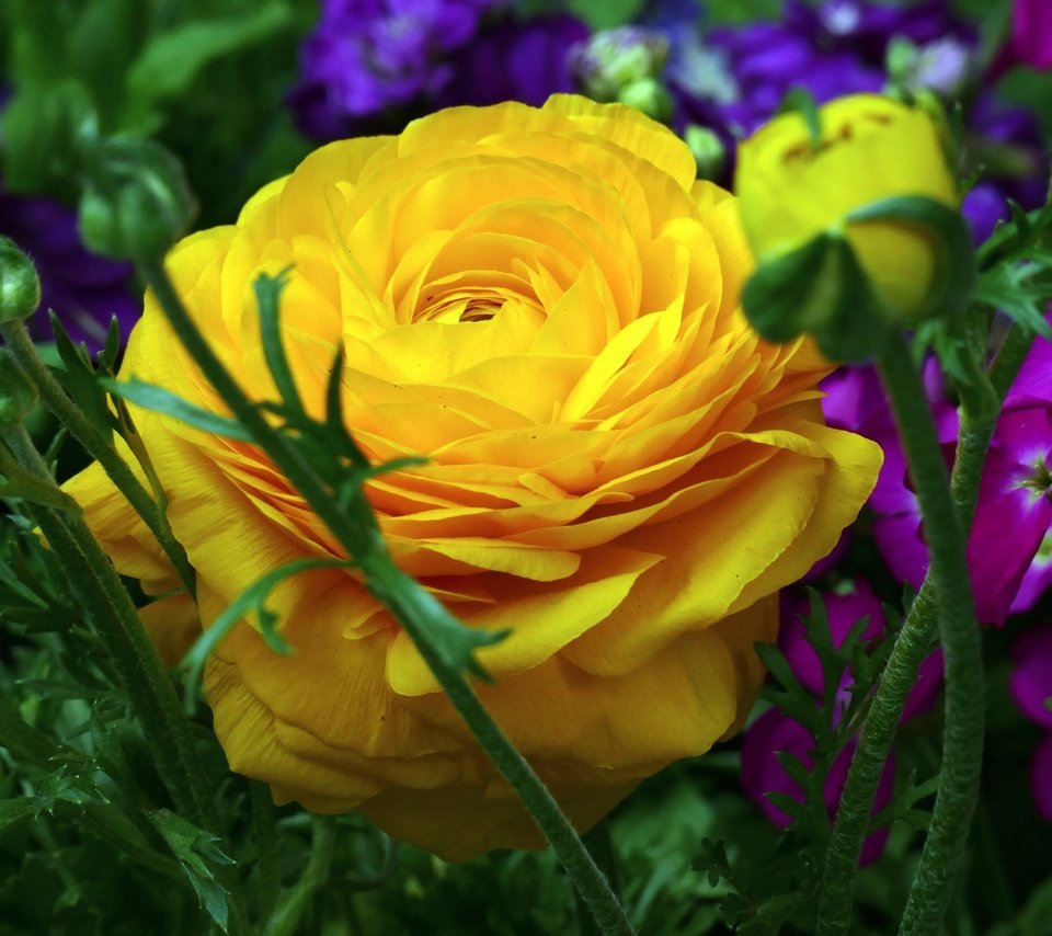 Обои цветы, макро, лепестки, ранункулюс, лютик, левкой, flowers, macro, petals, ranunculus, buttercup, gillyflower разрешение 2048x1365 Загрузить