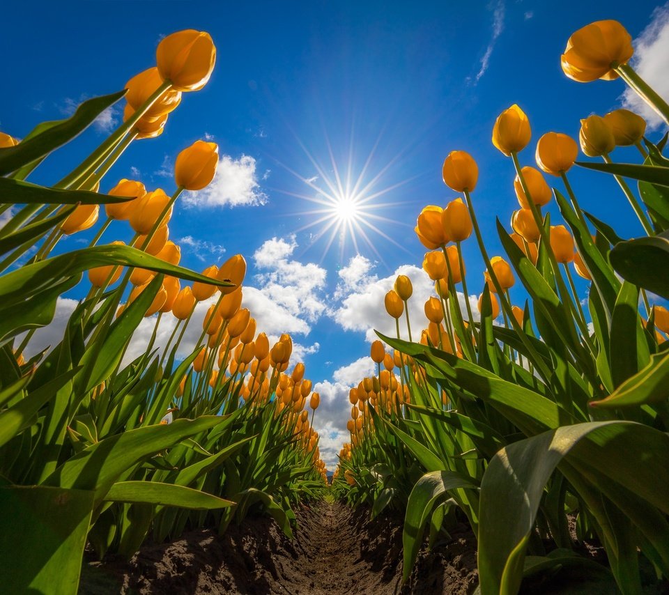 Обои небо, цветы, облака, поле, тюльпаны, жёлтые тюльпаны, the sky, flowers, clouds, field, tulips, yellow tulips разрешение 2048x1365 Загрузить