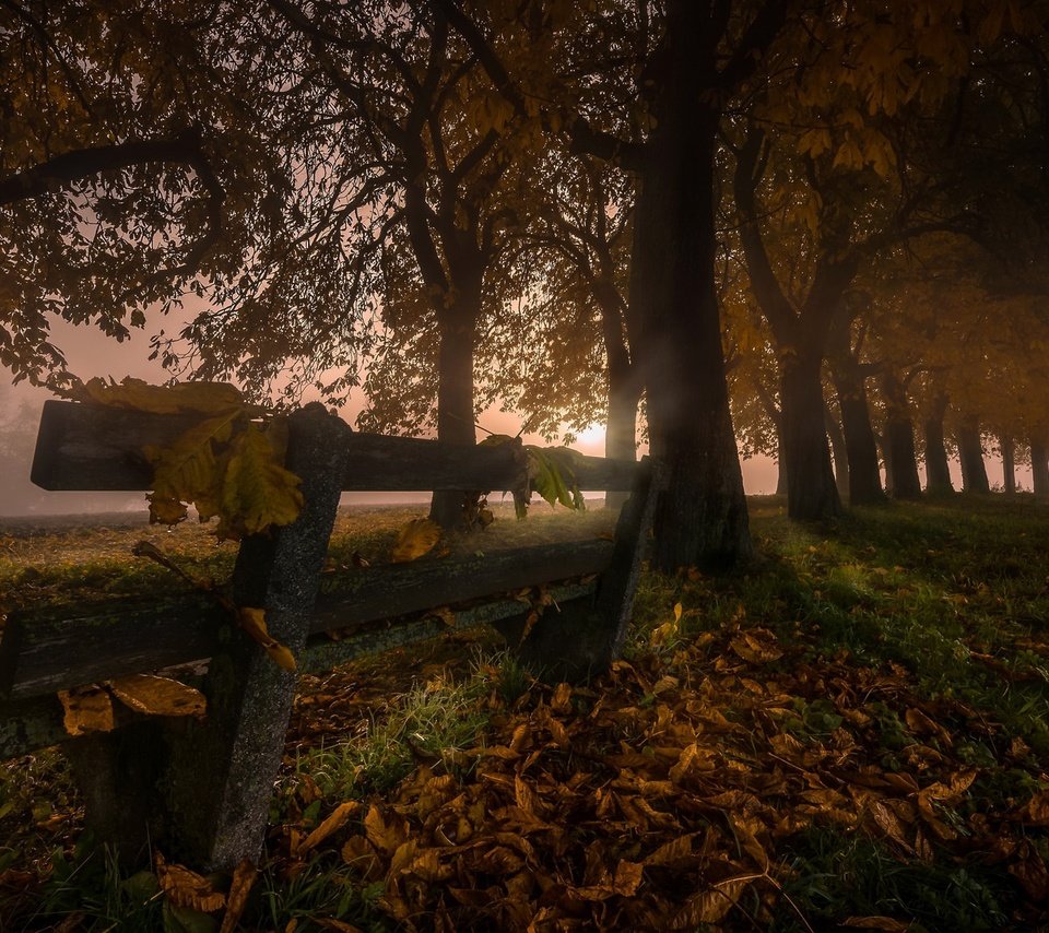 Обои ночь, деревья, листья, туман, осень, скамья, night, trees, leaves, fog, autumn, bench разрешение 2048x1152 Загрузить