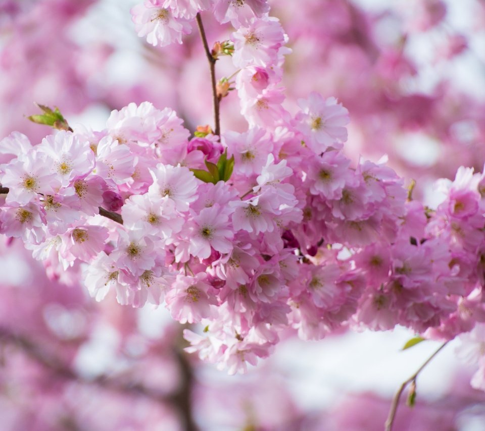 Обои ветка, цветение, весна, розовые, сакура, branch, flowering, spring, pink, sakura разрешение 2048x1365 Загрузить