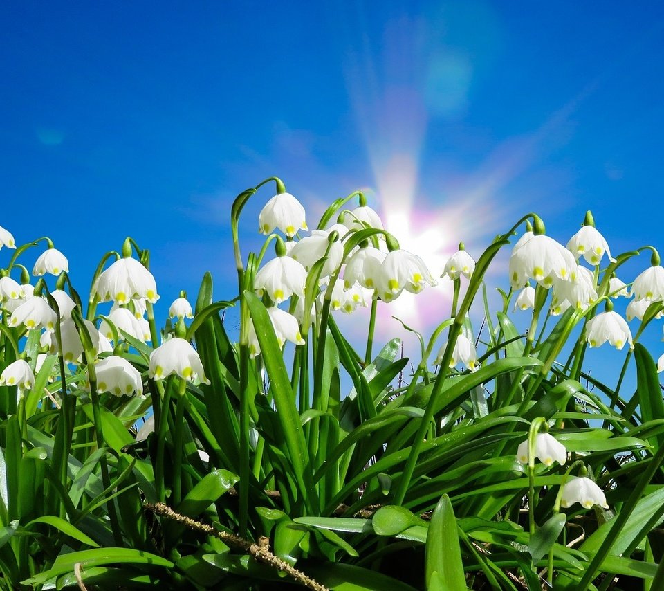 Обои небо, цветы, солнце, листья, весна, белоцветник, the sky, flowers, the sun, leaves, spring, snowflake разрешение 1920x1167 Загрузить