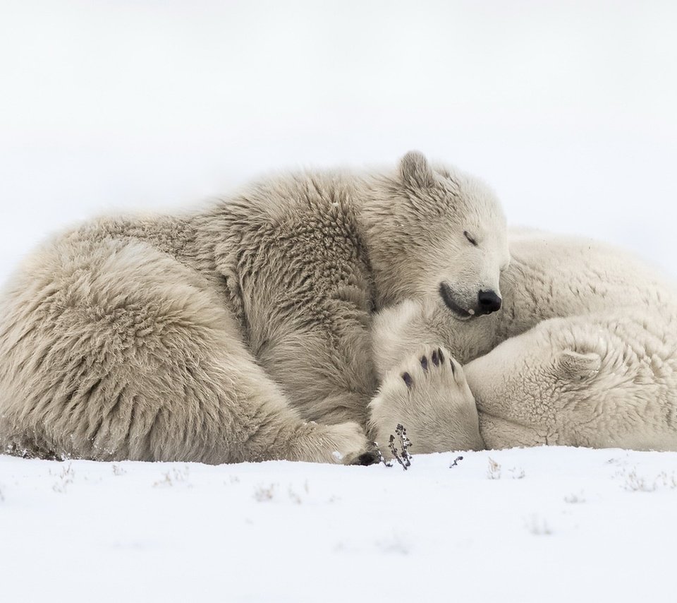 Обои снег, природа, сон, медведи, белый медведь, snow, nature, sleep, bears, polar bear разрешение 1920x1118 Загрузить