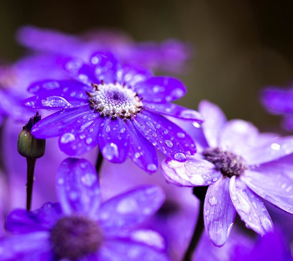 Обои цветы, макро, капли, лепестки, после дождя, цинерария, flowers, macro, drops, petals, after the rain, cineraria разрешение 2048x1365 Загрузить