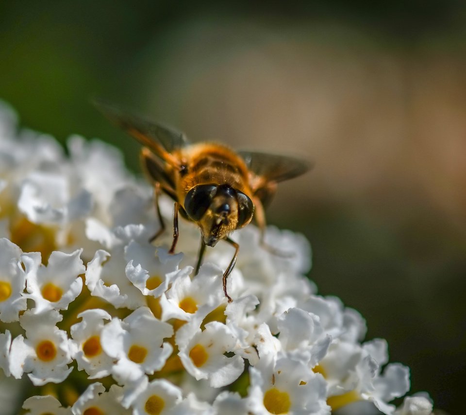 Обои цветы, насекомое, муха, журчалка, flowers, insect, fly, gorzalka разрешение 3575x2740 Загрузить