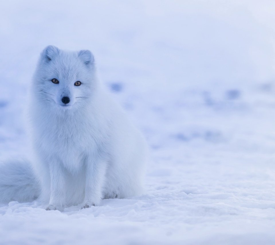 Обои снег, хищник, песец, полярная лисица, арктическая лиса, snow, predator, fox, polar fox, arctic fox разрешение 1920x1080 Загрузить