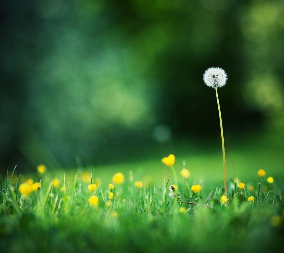 Обои свет, цветы, трава, поля, одуванчик, блик, полевые цветы, light, flowers, grass, field, dandelion, blik, wildflowers разрешение 2560x1600 Загрузить