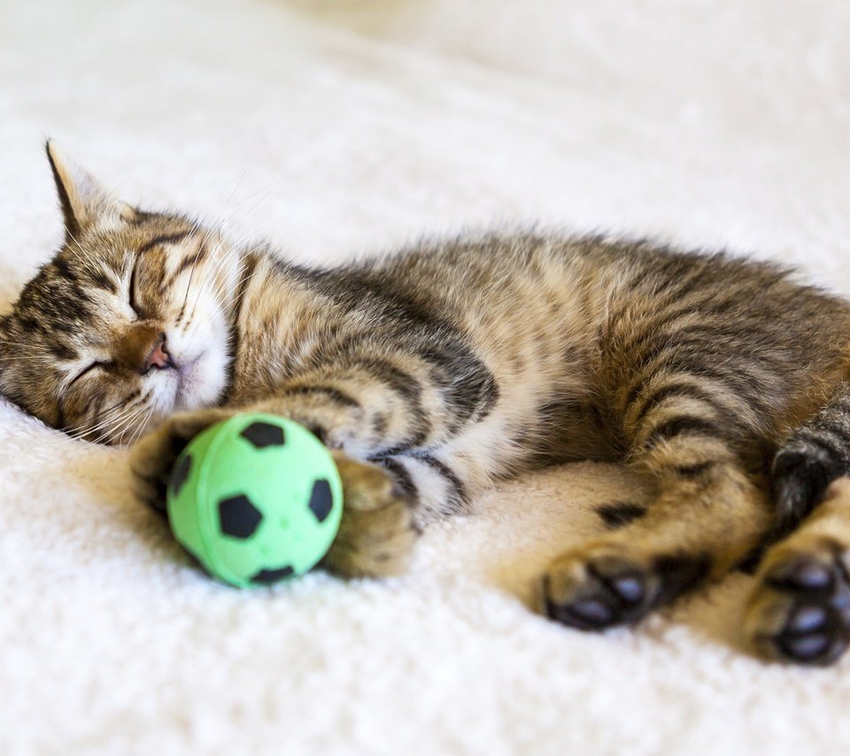 Обои кот, кошка, сон, котенок, мяч, cat, sleep, kitty, the ball разрешение 2880x1800 Загрузить