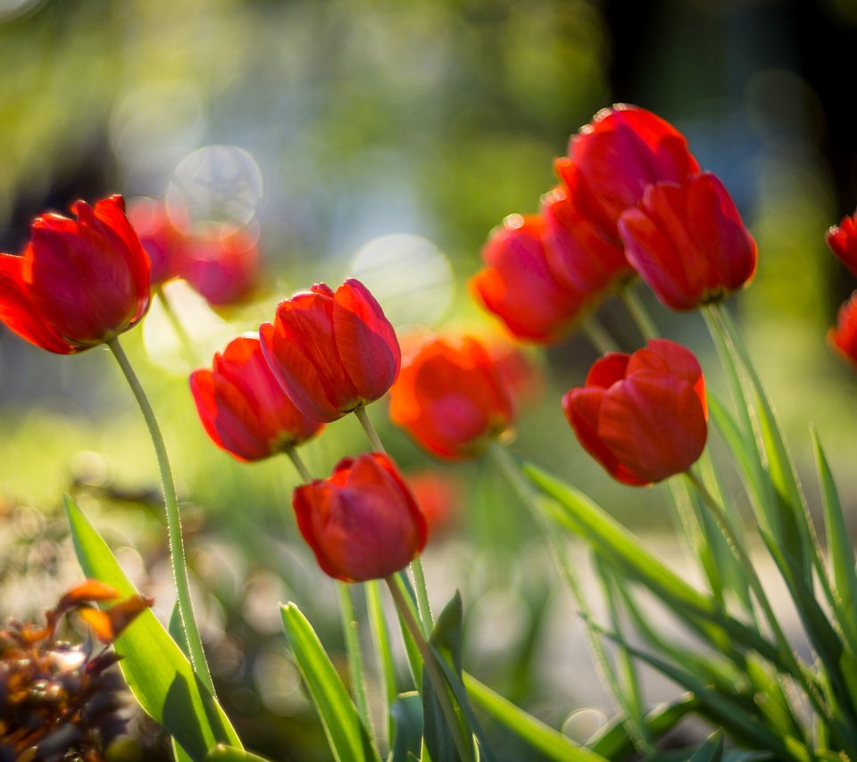 Обои цветы, бутоны, красные, весна, тюльпаны, боке, sorin mutu, flowers, buds, red, spring, tulips, bokeh разрешение 3840x2400 Загрузить