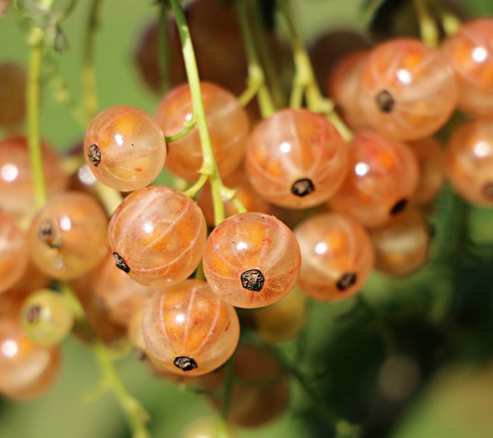 Обои ягоды, смородина, крупным планом, berries, currants, closeup разрешение 2744x1911 Загрузить