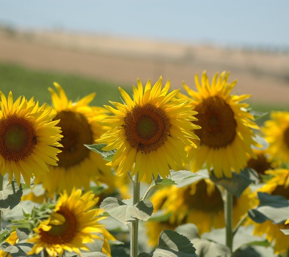 Обои листья, лепестки, подсолнухи, стебли, желтые, leaves, petals, sunflowers, stems, yellow разрешение 3008x2000 Загрузить