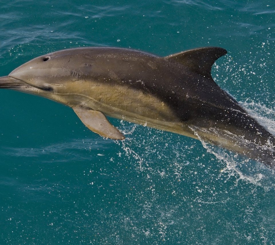 Обои вода, дельфин, афалина, белобочка, water, dolphin разрешение 2048x1345 Загрузить