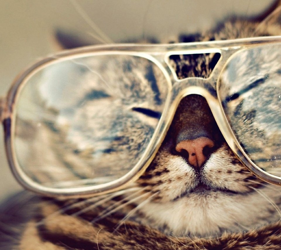 Обои кот, мордочка, кошка, очки, полосатый, крутой, cat, muzzle, glasses, striped, cool разрешение 1920x1200 Загрузить