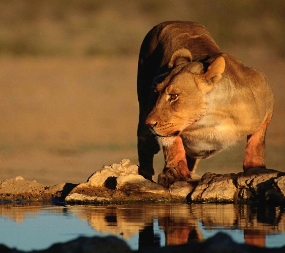 Обои хищник, большая кошка, лев, водопой, львица, predator, big cat, leo, drink, lioness разрешение 1920x1200 Загрузить