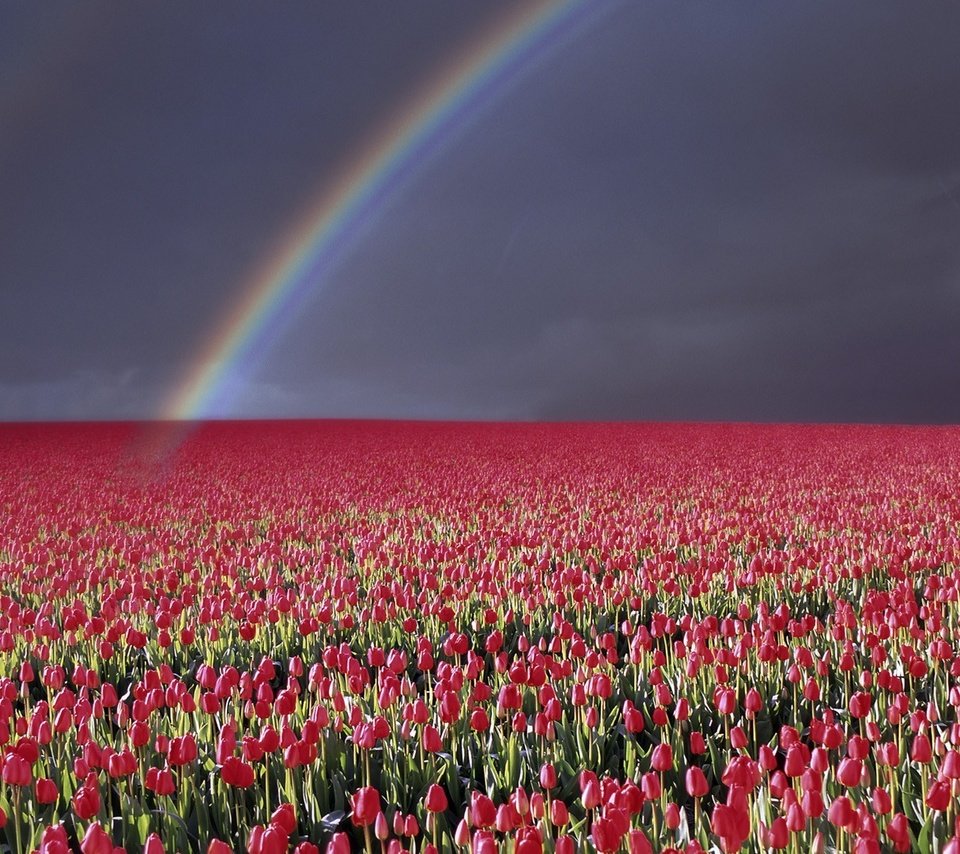 Обои гроза, небо, цветы, природа, пейзаж, молния, горизонт, радуга, тюльпаны, the storm, the sky, flowers, nature, landscape, lightning, horizon, rainbow, tulips разрешение 1920x1080 Загрузить