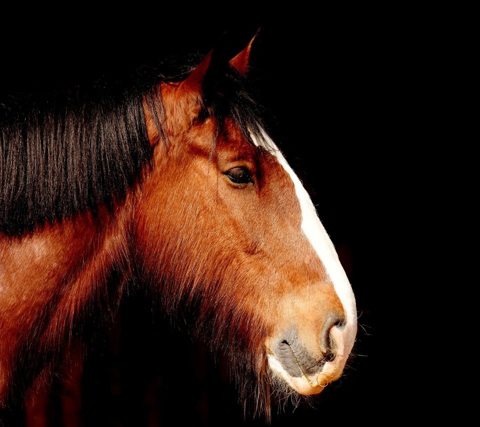 Обои лошадь, профиль, черный фон, конь, грива, horse, profile, black background, mane разрешение 1920x1319 Загрузить