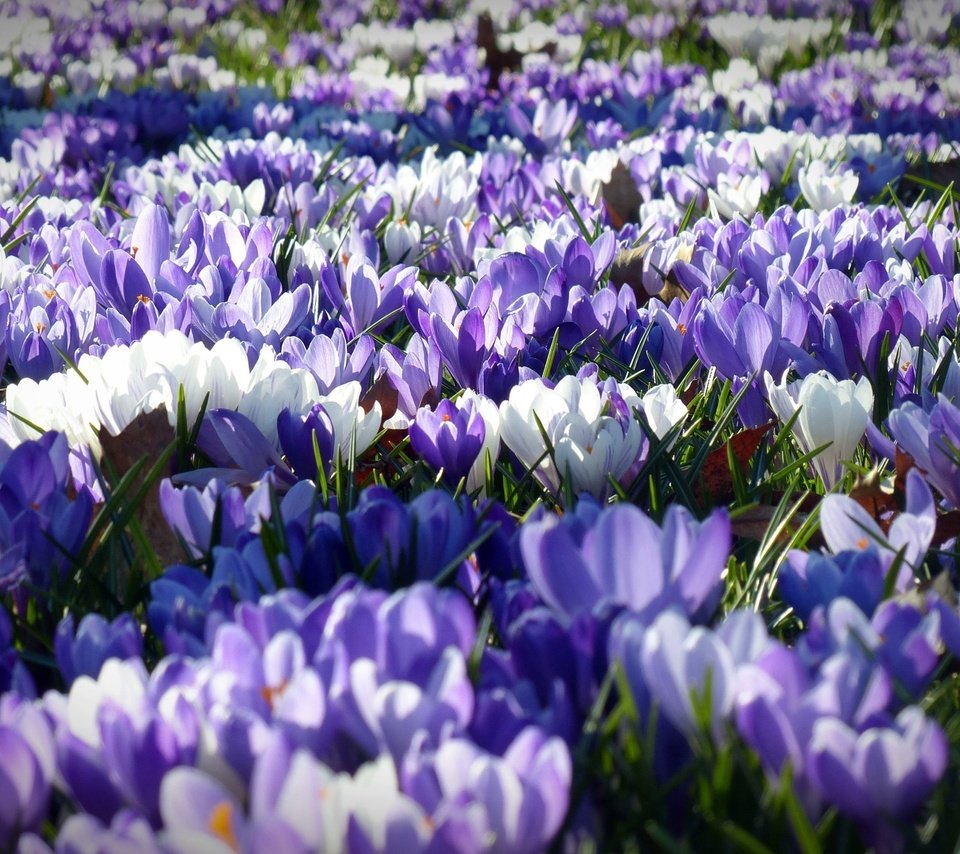 Обои цветы, лепестки, весна, белые, фиолетовые, крокусы, flowers, petals, spring, white, purple, crocuses разрешение 4000x2250 Загрузить