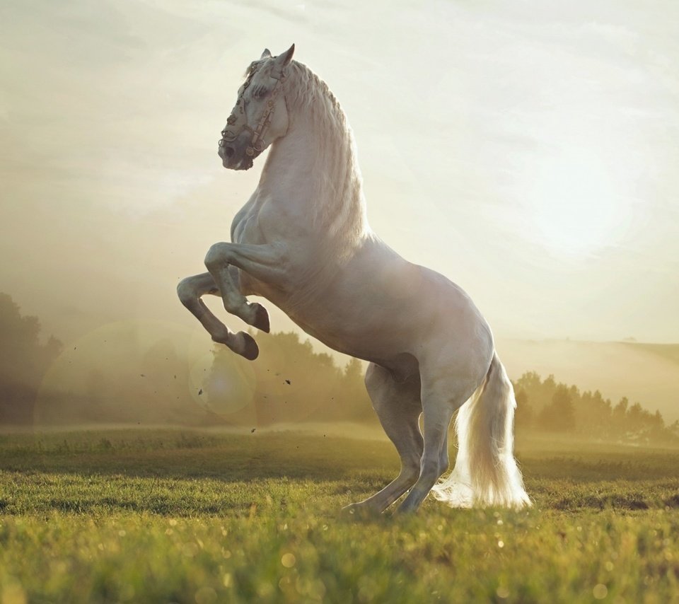 Обои небо, лошадь, трава, конь, грива, копыта, the sky, horse, grass, mane, hooves разрешение 1920x1080 Загрузить