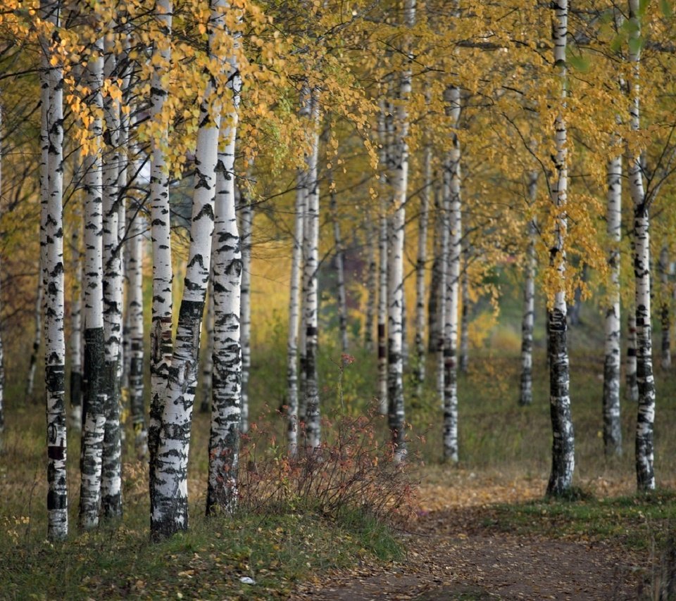 Обои деревья, природа, лес, осень, береза, роща, trees, nature, forest, autumn, birch, grove разрешение 1920x1192 Загрузить